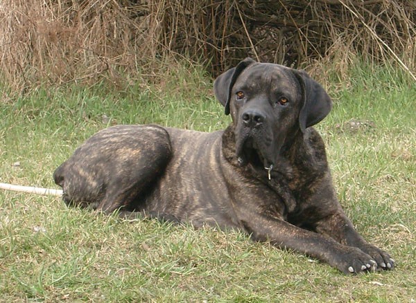 was ist ein cane corso