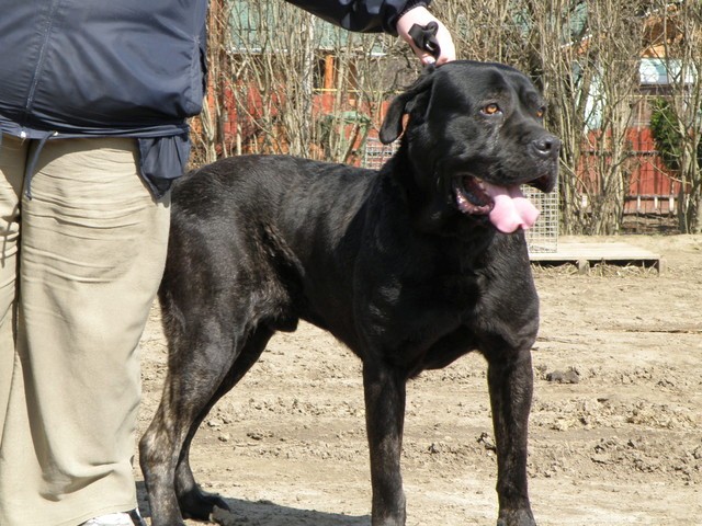 Cane Corso Mastiff. The Cane Corso Rescue Project