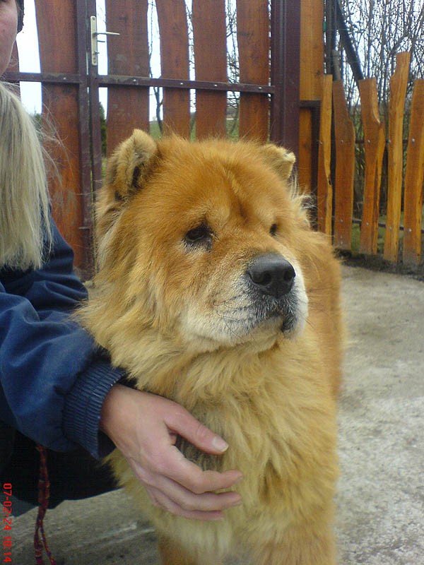 Chows for hot sale adoption