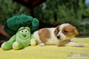 fe09c116f4bb4957b48aa5a.jpg