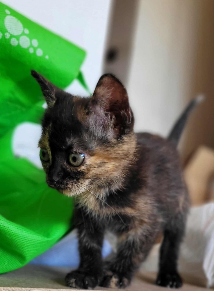 0dc0523cd7db4422868796d.jfif