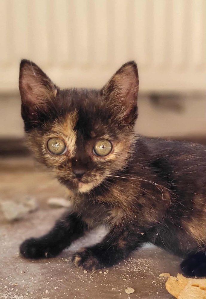 6168bceb9af34209ba5b683.jfif