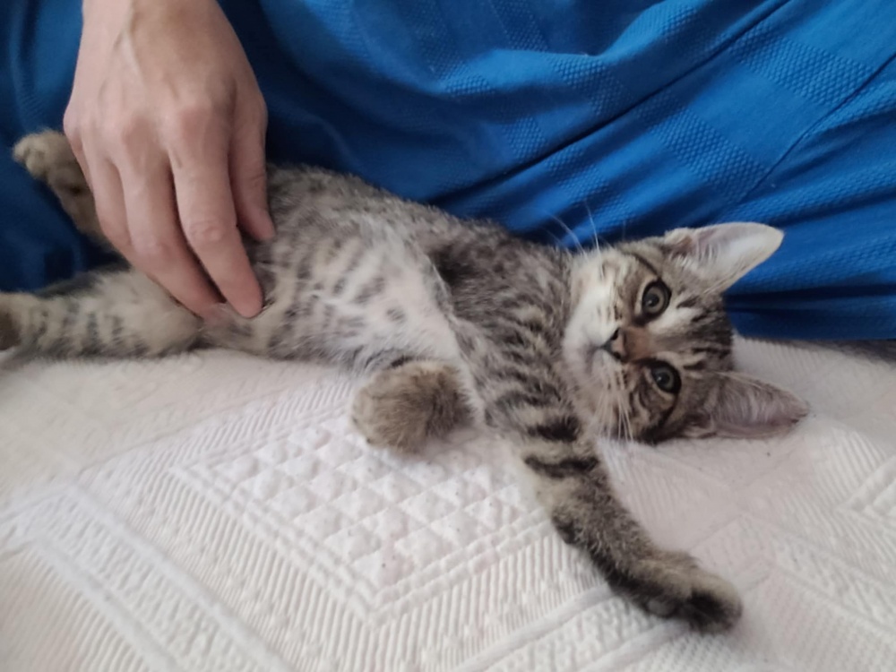 51daa0d4534e43d998a3a7d.jfif