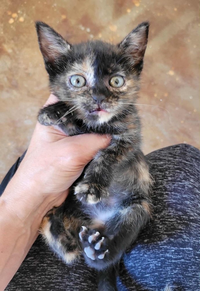 a8fd8cd6c2e44cc4ae1f2bf.jfif