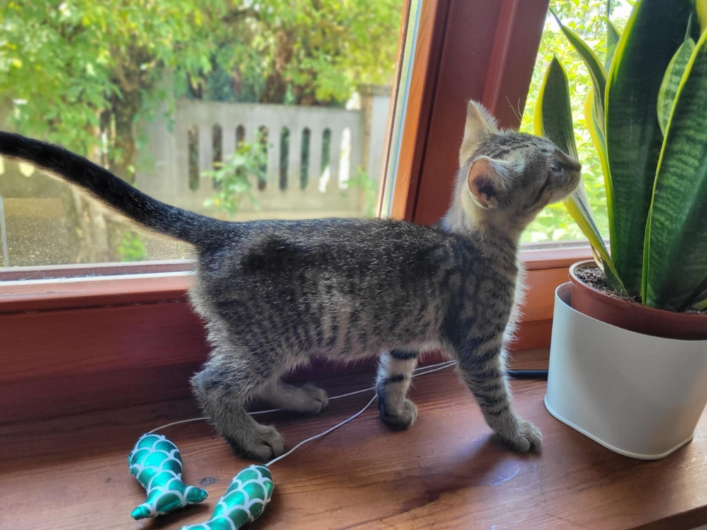 be6d5f733a7e446780f4278.jfif