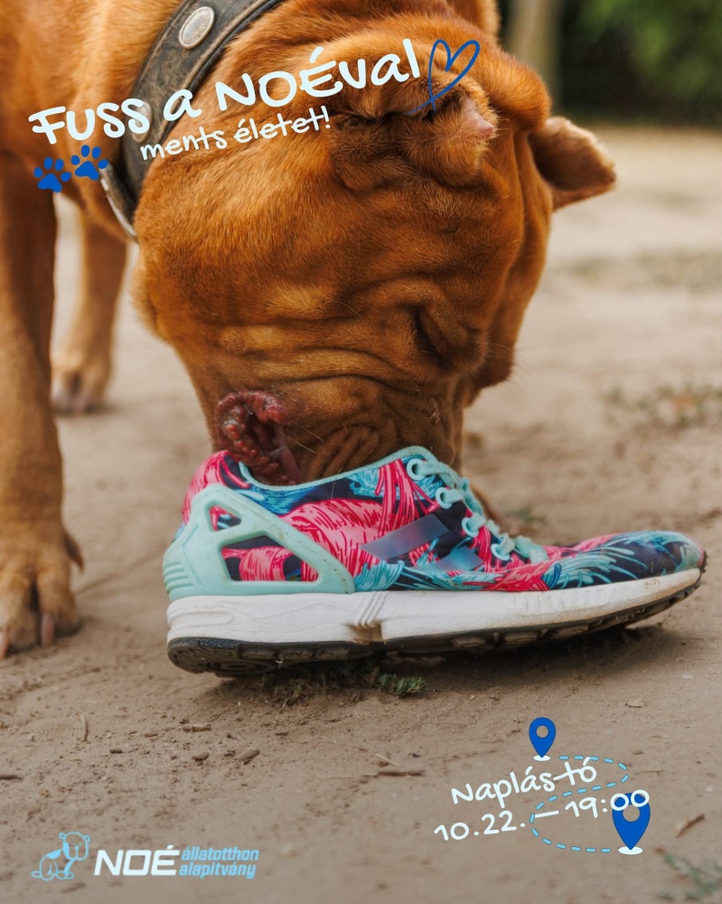 fuss_a_noval_2.jpg