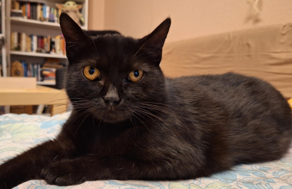kahlua3.jpg