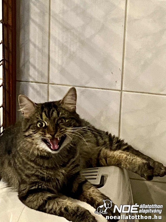 mufasa2_5.jpg