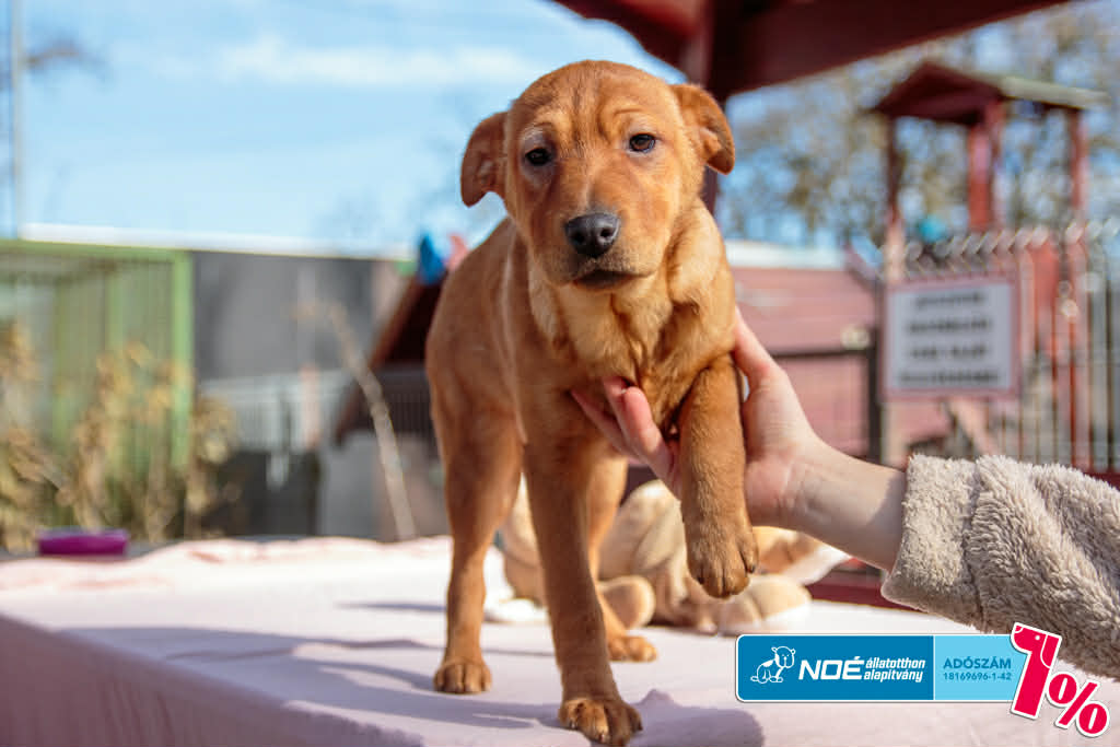 salgo_figyula_1.jfif