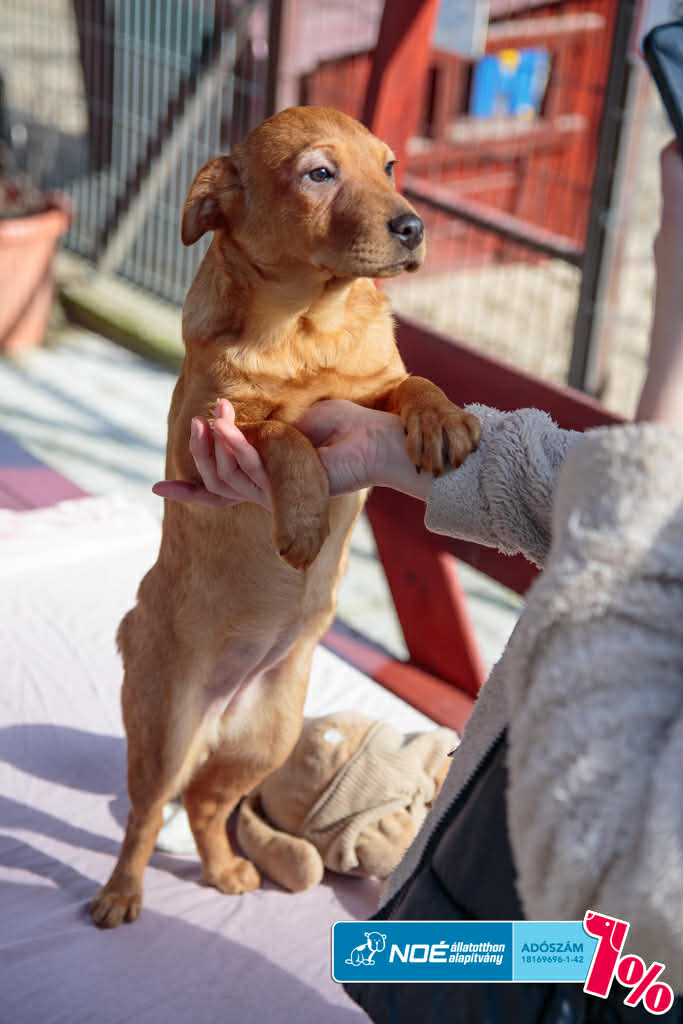 salgo_figyula_3.jfif