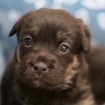 �fonya (4/SZ/2026)