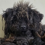 Hetyi Ajna (57/SZ/2025)