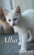 alba.jpg