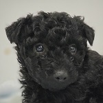 Hetyi Barka (62/SZ/2025)