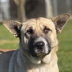 Heves Bojtorjn (53/SZ/2025)