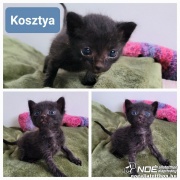 B�jovszkij Kosztya