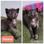 B�jovszkij Natasa