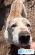clyde_4.jpg