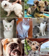 collagegazdis.jpg