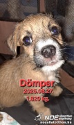 domper1.jpg