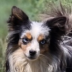 Ausztrl Draco (48/SZ/2024)