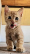 edeb6f4abf31493fbeaceee.jfif