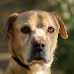 Tura Fahj (50/SZ/2025)