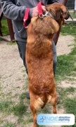 furfang_verde_10.jpg