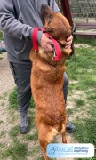 furfang_verde_4.jpg
