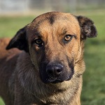 Heves Galagonya (54/SZ/2025)