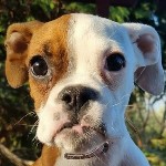 Karcagi Habibi (16/2025)