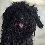 Hetyi Huba (59/SZ/2025)