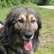 S�gi Igor