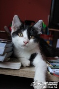 Trrudi