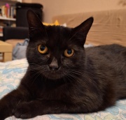 kahlua1.jpg