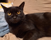 kahlua2.jpg