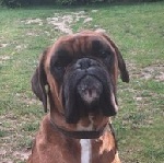 GAZDIRA TALLTAK 2025-BEN