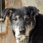 Lemur (17/SZ/2024)