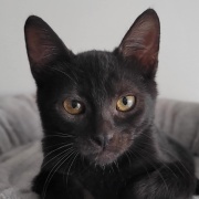 Lutra