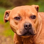 Szalma Bokrta (16/SZ/2025)