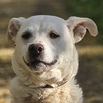 Tura Mandula (51/SZ/2025)