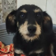 Moro