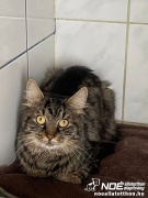 Mufasa