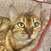 Bolind�t� Nad�lyka