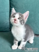 nala4_2.jpg