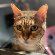 Bolind�t� Porcsin