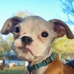 Karcagi Qcore (17/2025)