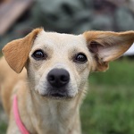 Rosie (42/SZ/2025)