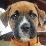 Majdnem csald Steffi