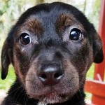 Holdf�ny Sug�rka